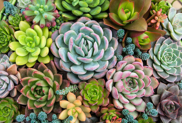 many small succulents, one of the best gifts for a new home. 