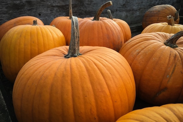 lots of pumpkins.