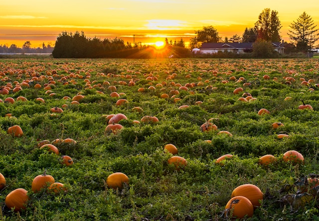 a pumpkin patch at sunset.